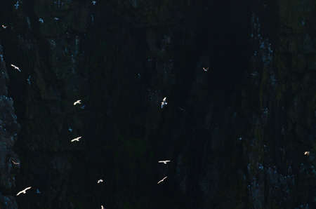 Northern gannet in flight above the oceanの写真素材