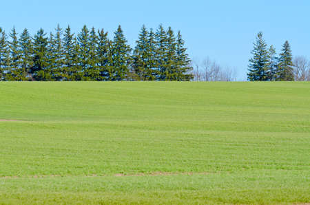 Rows of soy plants in a cultivated farmers fieldの写真素材