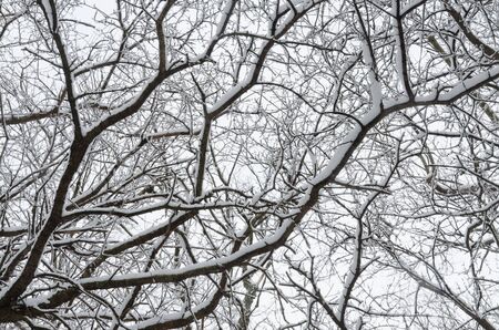 Trees covered by snow around forest walkway in winter time