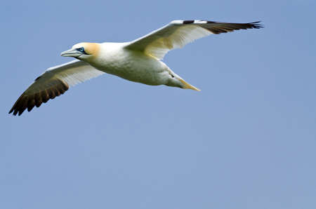 Northern gannet in flight under the skyの写真素材