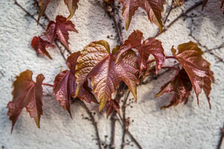 Dark red Boston Ivy leaves over white wallの写真素材