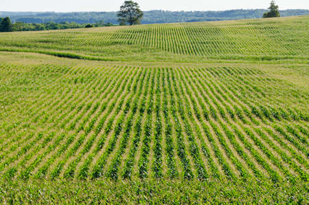 Rows on green plant on farm field.