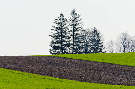 Rows of soy plants in a cultivated farmers fieldの写真素材