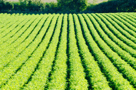 Rows on green plant on farm field.の写真素材