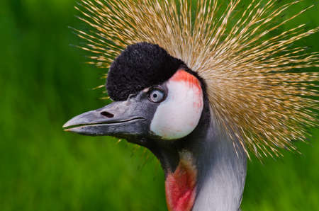 Crowned Crane on green blur backgroundの写真素材