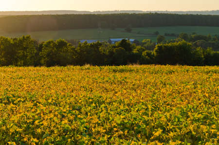Plant of soybeans in sunlit under blue skyの写真素材
