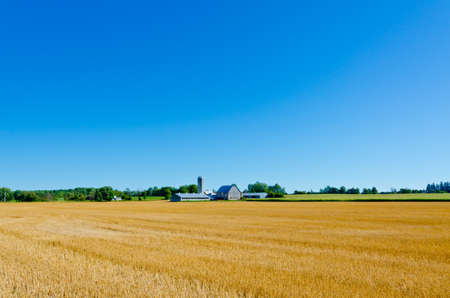 The compressed band on wheat fieldの写真素材