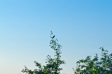 Night sky and tree at sunsetの写真素材