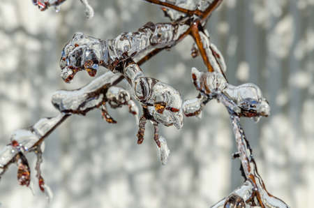 Twigs of tree encased in ice after a freezing rain storm