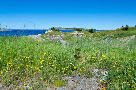 The shore of Newfoundland, Canada in sunny dayの写真素材
