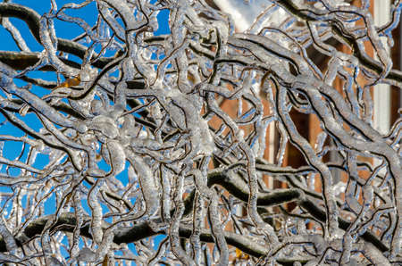 Twigs of tree encased in ice after a freezing rain storm