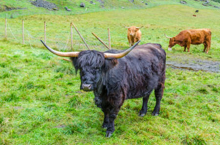 Highland cattle in the Norway mountains in fall time.の写真素材