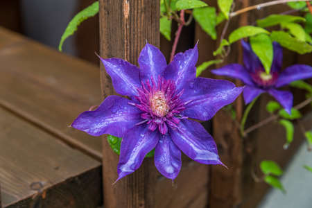 Blue Clematis in sunny day on wod backgroundの写真素材