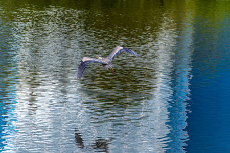 Great Blue Heron in flight over a pond in Markham, Canada.の写真素材