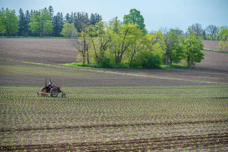 Rows of soy plants in a cultivated farmers fieldの写真素材