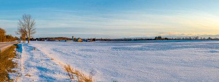 Snow field with dry grass on sunset time.の写真素材
