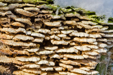 Canadian forest in winter timeの写真素材