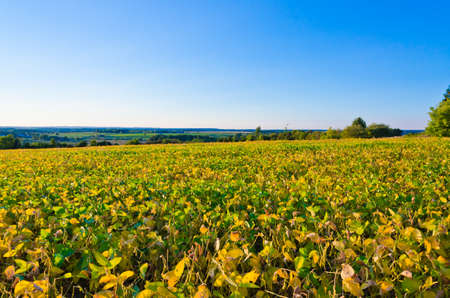Plant of soybeans in sunlit under blue skyの写真素材