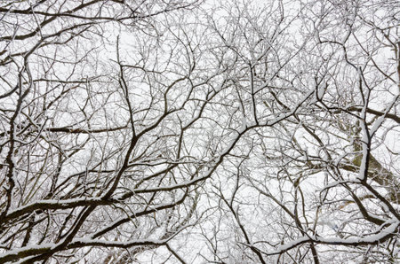 Trees covered by snow around forest walkway in winter timeの写真素材
