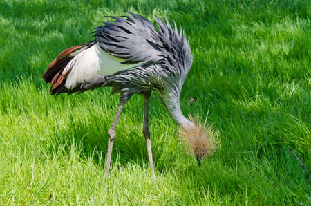 Crowned Crane on green blur backgroundの写真素材