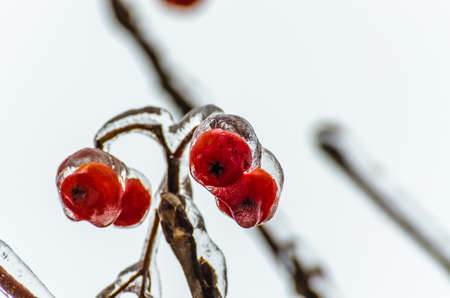 Twigs of tree encased in ice after a freezing rain stormの写真素材
