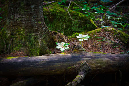 An old tree fallen on the forest floor and green plantsの写真素材