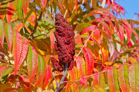 Fall's colorful trees in park. Ontario, Canadaの写真素材