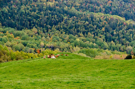 Colorful hills in autumn time near Saguenay riverの写真素材