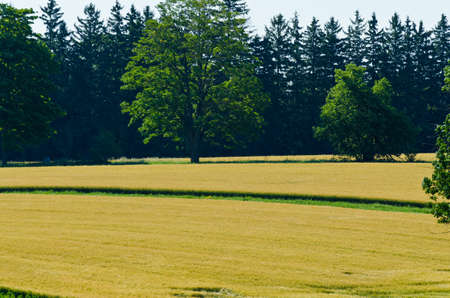 Yellow field of wheat at summer dayの写真素材