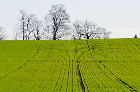 Rows of soy plants in a cultivated farmers fieldの写真素材