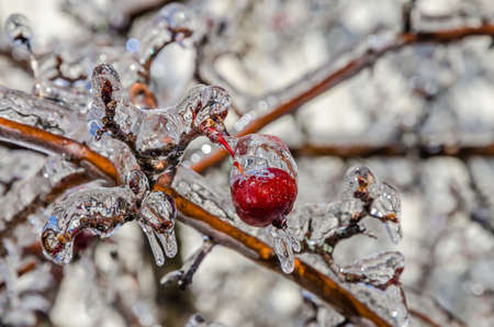 Twigs of tree encased in ice after a freezing rain stormの写真素材