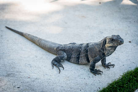 Brown iguana lizard on the ground in Riviera Maya Mexicoの写真素材