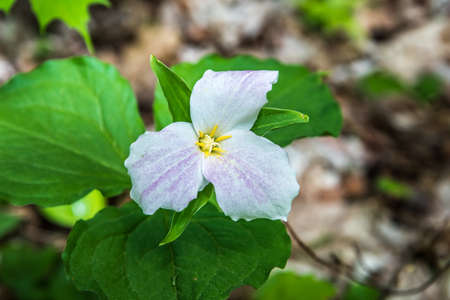 White Trillium Blooming in the Spring in Ontario forestの写真素材