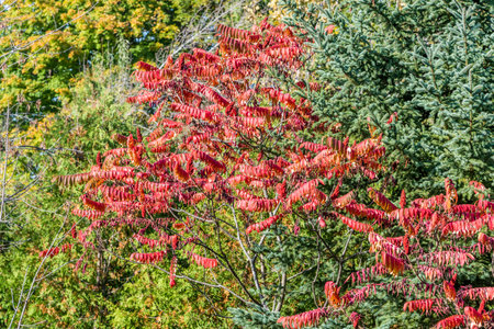 Pake in fall time near Toronto, Canadaの写真素材