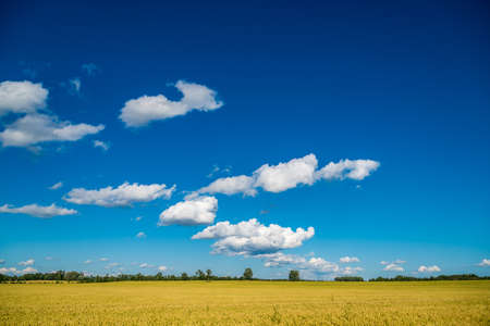 Wheat field and blue sky with clouds. Muskoka. Canada.