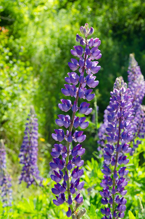 Purple and pink lupins wild flowers in Newfoundland in backlitの写真素材