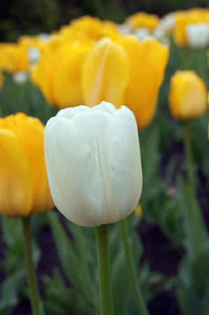close up of pink and white tulip on flowerbed.の写真素材