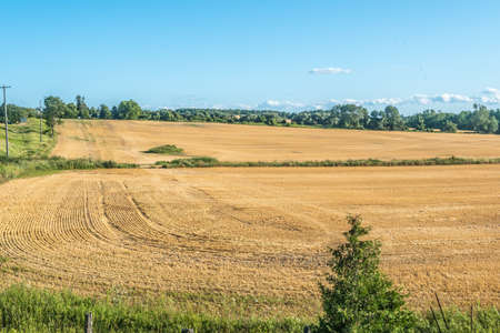 Yellow farm field at fall under blue sky with white clouds in Ontario, Canada