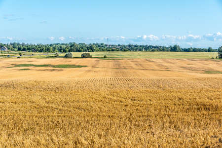 Yellow farm field at fall under blue sky with white clouds in Ontario, Canadaの写真素材