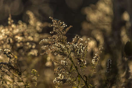 Grass blabes in sunlit on dark background