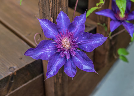 Blue Clematis in sunny day on wood backgroundの写真素材