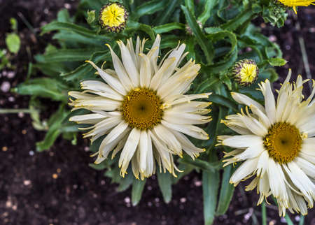Shasta Daisy flowers. Leucanthemum x superbum Real Glory.