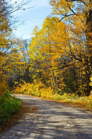 Falls colorful trees in park. Ontario, Canada