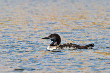 Common loon in gray water of north lake on sunset. Immer gaviaの写真素材