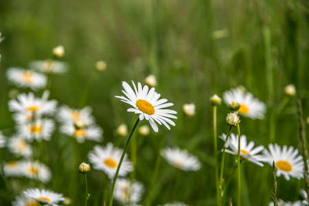 Shasta Daisy flowers. Leucanthemum x superbum.