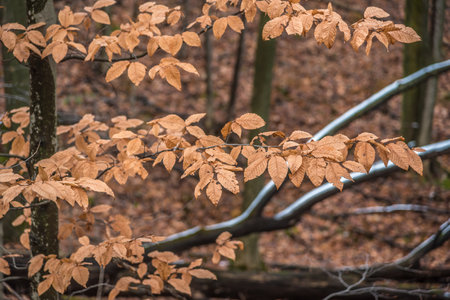 Park in fall time near Toronto, Canadaの写真素材