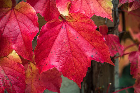 Dark red Boston Ivy leaves over white wall