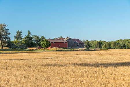 Wheat field and blue sky with clouds. Muskoka. Canada.の写真素材