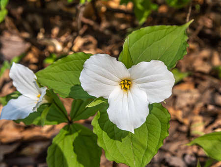 White Trillium Blooming in the Spring in Ontario forestの写真素材