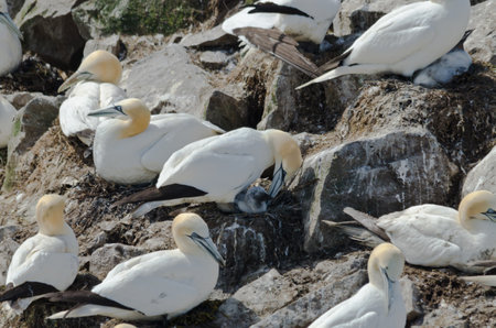Northern gannets on the nestの写真素材